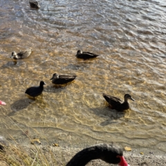 Fulica atra at Queanbeyan, NSW - 29 May 2023