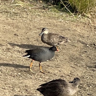 Gallinula tenebrosa (Dusky Moorhen) at QPRC LGA - 29 May 2023 by Hejor1