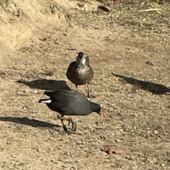 Gallinula tenebrosa at Queanbeyan, NSW - 29 May 2023