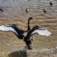 Cygnus atratus (Black Swan) at Queanbeyan River - 29 May 2023 by Hejor1