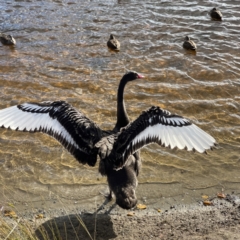 Cygnus atratus (Black Swan) at QPRC LGA - 29 May 2023 by Hejor1