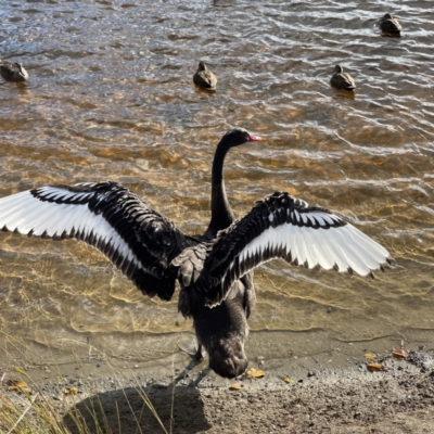 Cygnus atratus (Black Swan) at Queanbeyan River - 29 May 2023 by Hejor1