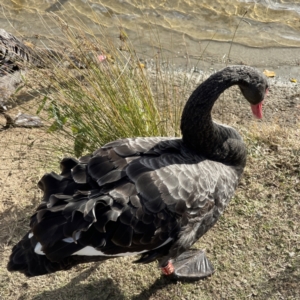 Cygnus atratus at Queanbeyan, NSW - 29 May 2023