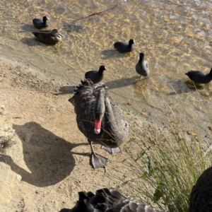 Cygnus atratus at Queanbeyan, NSW - 29 May 2023