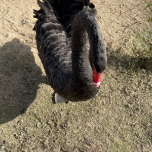 Cygnus atratus at Queanbeyan, NSW - 29 May 2023