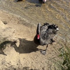 Cygnus atratus at Queanbeyan, NSW - 29 May 2023 02:23 PM