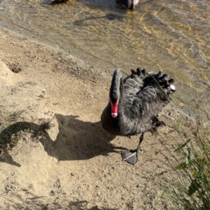 Cygnus atratus at Queanbeyan, NSW - 29 May 2023 02:23 PM