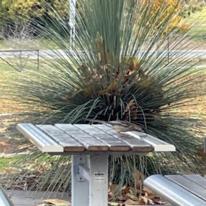 Anthochaera carunculata at Queanbeyan East, NSW - 29 May 2023