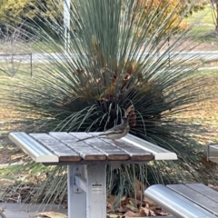 Anthochaera carunculata at Queanbeyan East, NSW - 29 May 2023