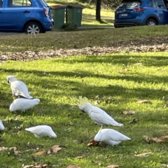 Cacatua galerita (Sulphur-crested Cockatoo) at Queanbeyan East, NSW - 29 May 2023 by Hejor1