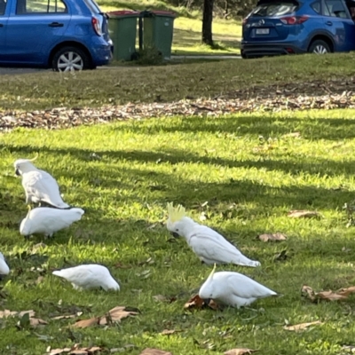 Cacatua galerita (Sulphur-crested Cockatoo) at QPRC LGA - 29 May 2023 by Hejor1