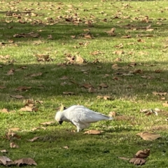 Cacatua galerita at Queanbeyan East, NSW - 29 May 2023