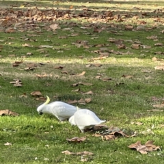 Cacatua galerita at Queanbeyan East, NSW - 29 May 2023