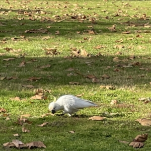 Cacatua galerita at Queanbeyan East, NSW - 29 May 2023