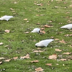 Cacatua galerita at Queanbeyan East, NSW - 29 May 2023