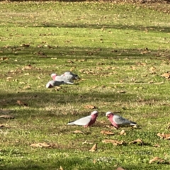 Eolophus roseicapilla (Galah) at QPRC LGA - 29 May 2023 by Hejor1