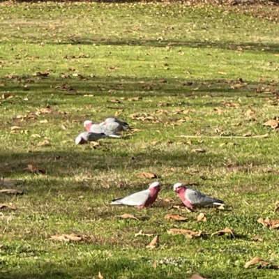 Eolophus roseicapilla (Galah) at Queanbeyan East, NSW - 29 May 2023 by Hejor1