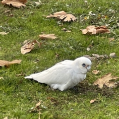 Cacatua sanguinea (Little Corella) at Queanbeyan East, NSW - 29 May 2023 by Hejor1