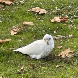 Cacatua sanguinea at Queanbeyan East, NSW - 29 May 2023