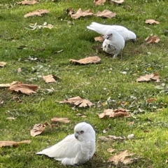 Cacatua sanguinea at Queanbeyan East, NSW - 29 May 2023