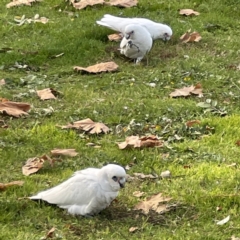 Cacatua sanguinea at Queanbeyan East, NSW - 29 May 2023