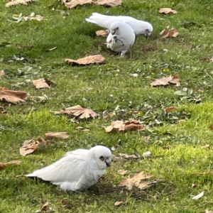 Cacatua sanguinea at Queanbeyan East, NSW - 29 May 2023