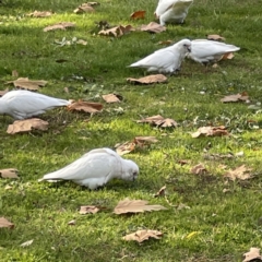 Cacatua sanguinea at Queanbeyan East, NSW - 29 May 2023