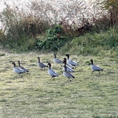 Chenonetta jubata (Australian Wood Duck) at QPRC LGA - 29 May 2023 by Hejor1