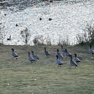 Chenonetta jubata at Queanbeyan East, NSW - 29 May 2023