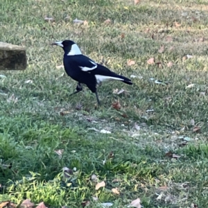 Gymnorhina tibicen at Queanbeyan East, NSW - 29 May 2023 04:08 PM