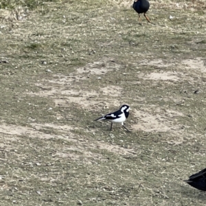 Grallina cyanoleuca at Queanbeyan, NSW - 29 May 2023