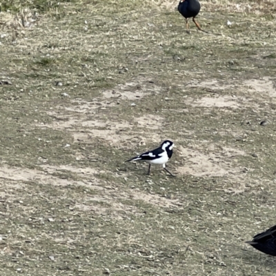 Grallina cyanoleuca (Magpie-lark) at Queanbeyan River - 29 May 2023 by Hejor1