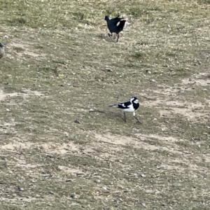 Grallina cyanoleuca at Queanbeyan, NSW - 29 May 2023