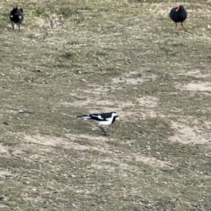 Grallina cyanoleuca at Queanbeyan, NSW - 29 May 2023