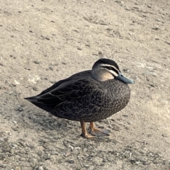 Anas superciliosa (Pacific Black Duck) at Queanbeyan, NSW - 29 May 2023 by Hejor1