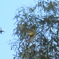 Lichenostomus melanops (Yellow-tufted Honeyeater) at Gigerline Nature Reserve - 29 May 2023 by TomW