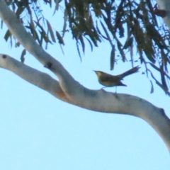 Lichenostomus melanops at Tennent, ACT - 29 May 2023 04:31 PM