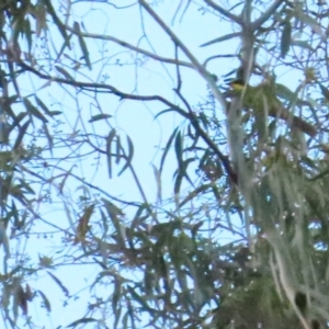 Lichenostomus melanops at Tennent, ACT - 29 May 2023