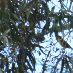 Lichenostomus melanops at Tennent, ACT - 29 May 2023