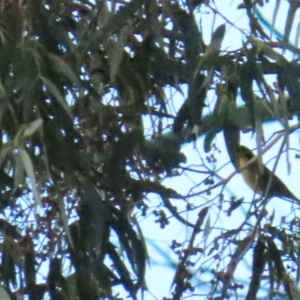 Lichenostomus melanops at Tennent, ACT - 29 May 2023