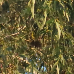 Lichenostomus melanops at Tennent, ACT - 29 May 2023