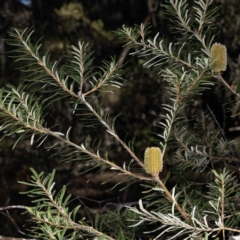 Banksia marginata (Silver Banksia) at South East Forest National Park - 29 May 2023 by Steve63