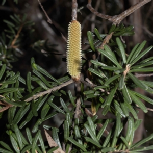 Banksia marginata at Glen Allen, NSW - 29 May 2023