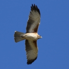 Hieraaetus morphnoides (Little Eagle) at Jerrabomberra Wetlands - 29 May 2023 by RodDeb