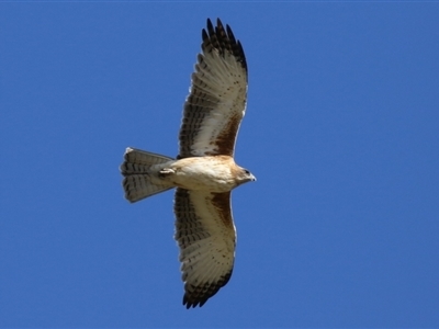 Hieraaetus morphnoides (Little Eagle) at Fyshwick, ACT - 29 May 2023 by RodDeb