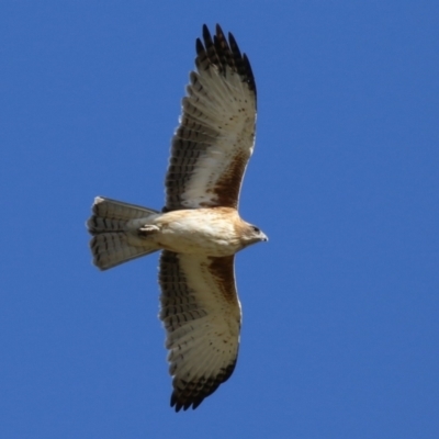 Hieraaetus morphnoides (Little Eagle) at Jerrabomberra Wetlands - 29 May 2023 by RodDeb