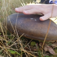 zz bolete at Williamsdale, NSW - 29 May 2023 by roman_soroka