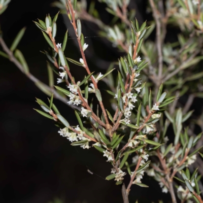 Monotoca scoparia (Broom Heath) at South East Forest National Park - 29 May 2023 by Steve63
