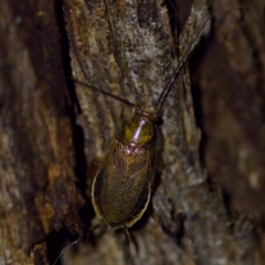 Balta spuria (A Balta Cockroach) at Florey, ACT - 12 May 2023 by KorinneM