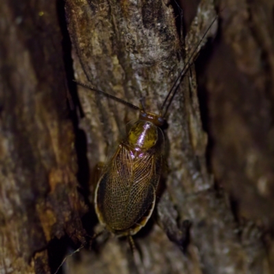 Balta spuria (A Balta Cockroach) at Florey, ACT - 12 May 2023 by KorinneM